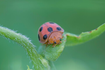 seven flapping insect
an insect that bothers farmers a lot because it eats young leaves