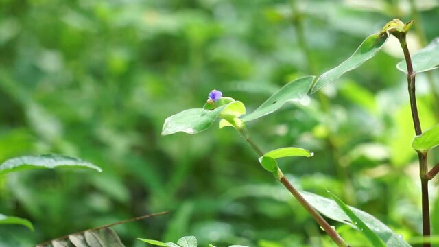 Commelina diffusa (also called climbing dayflower or spreading dayflower) with a natural background