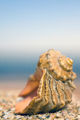 shell on the beach