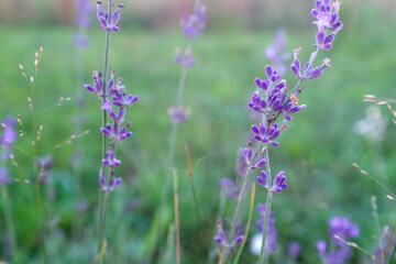 Lavender flower stalks on blurred background. Flowers of lavender plant on green backdrop for publication, design, poster, calendar, post, screensaver, wallpaper, card, banner, cover, website