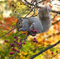 Eastern gray squirrel (Sciurus carolinensis) eats red berries on tree. Washington, D.C.