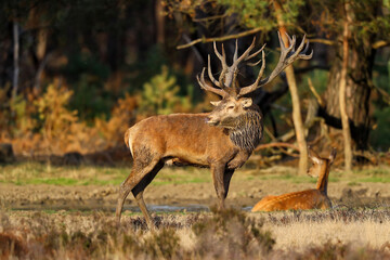 Red deer (Cervus elaphus) stag showing dominant behaviour in the rutting season on a heath field in the forest of National Park Hoge Veluwe in the Netherlands