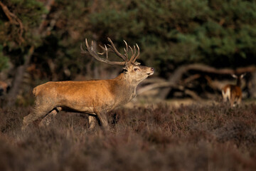 Red deer (Cervus elaphus) stag showing dominant behaviour in the rutting season on a heath field in the forest of National Park Hoge Veluwe in the Netherlands