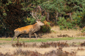 Red deer (Cervus elaphus) stag showing dominant behaviour in the rutting season on a heath field in the forest of National Park Hoge Veluwe in the Netherlands