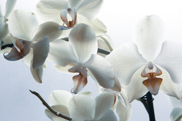Fresh orchids flowers on white background, close up. Phalaenopsis orchid flowers background for poster, calendar, post, screensaver, wallpaper, postcard, card, banner, cover, header for website