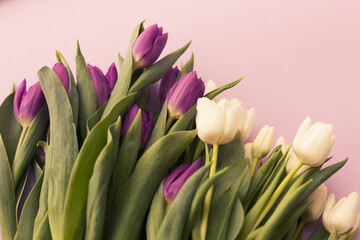 Bouquet of pink and white tulips on a pink background. Toned.