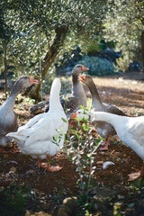 Obraz premium white goose in the park