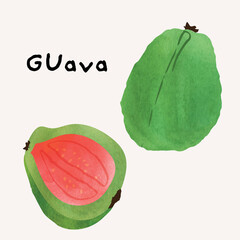 Guava tropical fruit watercolor illustration set. Painterly watercolor texture and ink drawing elements. Hand drawn and hand painted. Vector