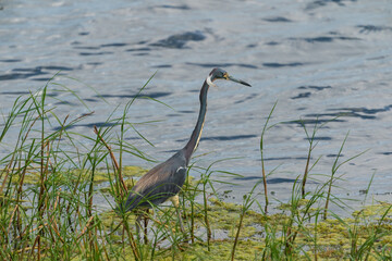 The tricolored heron (Egretta tricolor)
