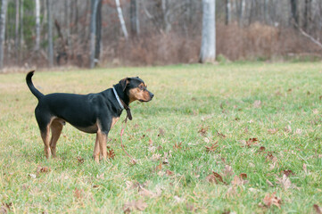 Black and tan rescue dog standing in the yard