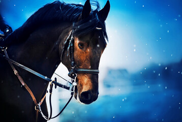 Portrait of a beautiful dark horse with a rider in the saddle on a snowy winter day during a...