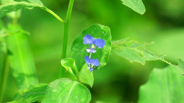 Commelina diffusa (also called climbing dayflower or spreading dayflower) with a natural background