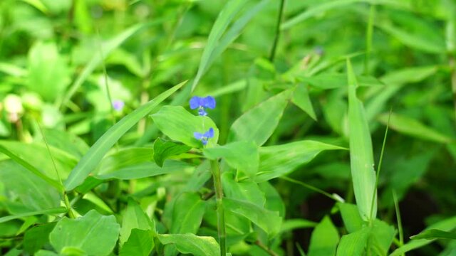 Commelina diffusa (also called climbing dayflower or spreading dayflower) with a natural background