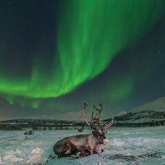 Reindeer under Northern Lights