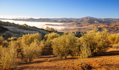 Fototapeta na wymiar beautiful landscape with olive tree, mountain and cloud