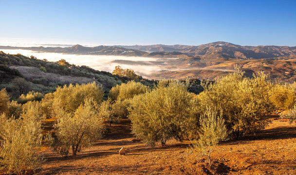 beautiful landscape with olive tree,  mountain and cloud