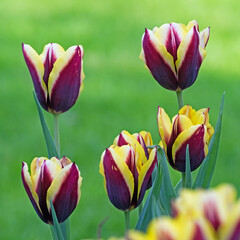 Mehrere gelb-rote Blüten von Tulpen vor grünem Hintergrund