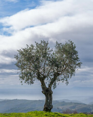 Lone olive tree on a hill top overlooking distant hillsides.