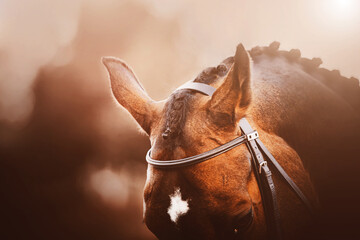 The ears and braided mane of a beautiful bay horse illuminated by the light of the setting sun in...