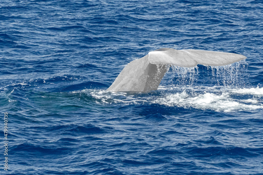 Wall mural tail of white albino sperm whale at sunset while diving