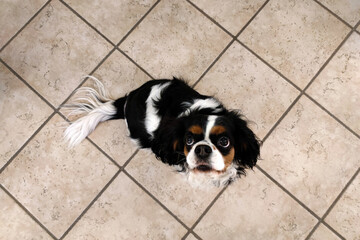 Cavalier king charles spaniel dog looking at you