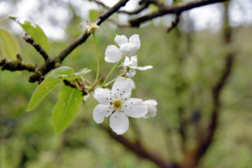White apple flower in blossom. Close up view with selective focus. Spring scene with green background and a lot of copy space. 