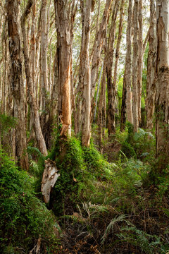 Paperbark trees and ferns, Agnes Water, Queensland.