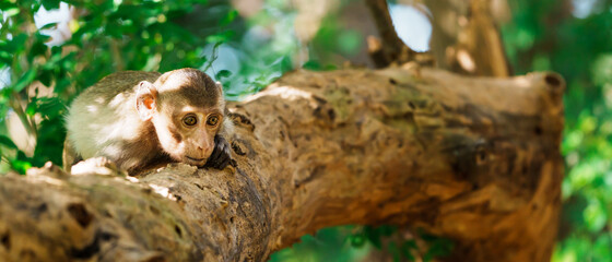 The monkey was lying on the tree and staring at something.