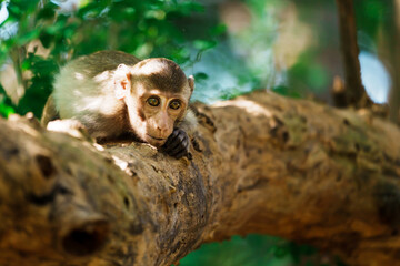 The monkey was lying on the tree and staring at something.