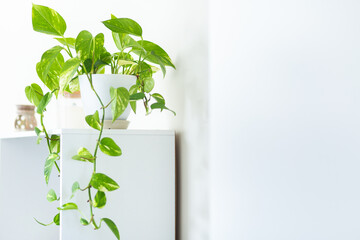 Green leaves on Pothos house plant on white