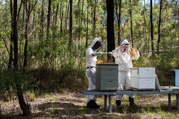 Two beekeepers harvesting honey from bee hives in aussie bushland