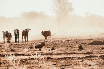 Calves in dry paddock on dusty farm
