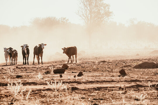 Calves in dry paddock on dusty farm