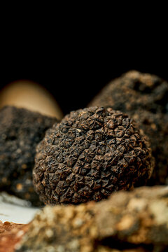 A whole black truffle on bark. Selective focus, close-up. Noise grain in post-production