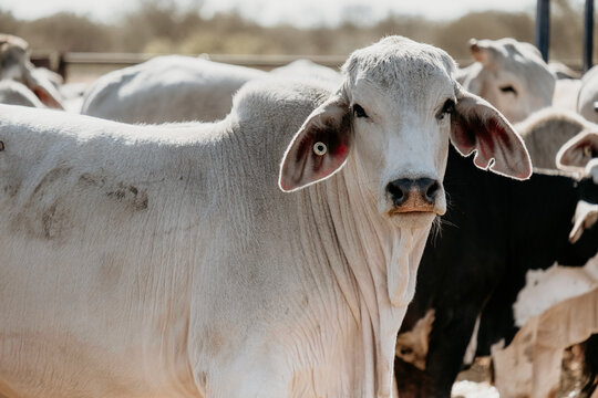 Close up shot of a white cow