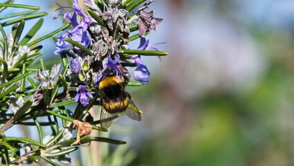 Bee on a Purple Flower Closeup Macro Photograph