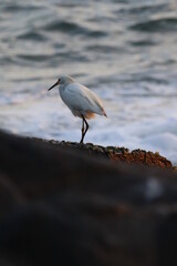 Photo of Animal bird taken by the sea