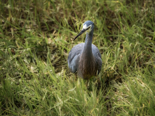 Grey Heron Grass