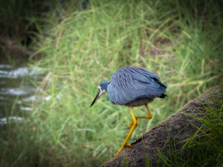 Grey Heron Rock