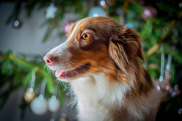 portrait of cute dogs border collie before christmas tree at home