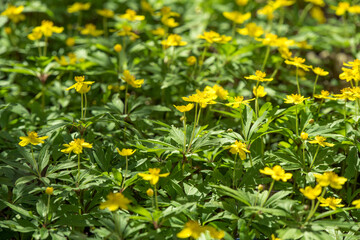 Chistyak spring. Glade of yellow flowers of spring