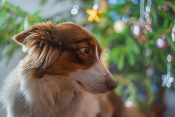 portrait of cute dogs border collie before christmas tree at home