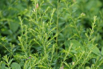 Cuphea hyssopifolia (also called false heather, Mexican heather, Hawaiian heather, elfin herb) with a natural background