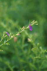 Cuphea hyssopifolia (also called false heather, Mexican heather, Hawaiian heather, elfin herb) with a natural background