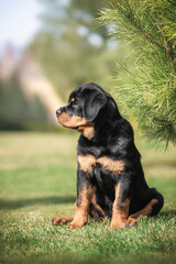 Cute black puppy of rottweiler dog sitting near brunch of pine tree on green grass outdoors in bright summer background