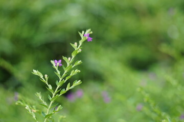 Fototapeta premium Cuphea hyssopifolia (also called false heather, Mexican heather, Hawaiian heather, elfin herb) with a natural background