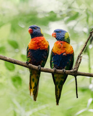 Rainbow Lorikeet in Australian Rainforest. The rainbow lorikeet (Trichoglossus moluccanus) is a species of parrot found in Australia. 