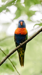 Rainbow Lorikeet in Australian Rainforest. The rainbow lorikeet (Trichoglossus moluccanus) is a species of parrot found in Australia. 