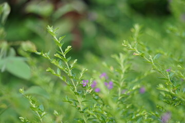 Cuphea hyssopifolia (also called false heather, Mexican heather, Hawaiian heather, elfin herb) with a natural background