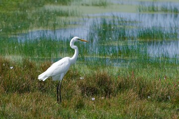 Obraz premium Little egret on the west coast in Sweden